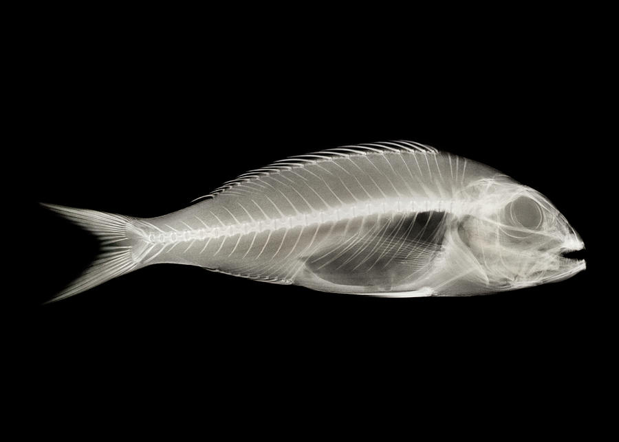 Fish X-ray On Black Photograph by Peter Dazeley