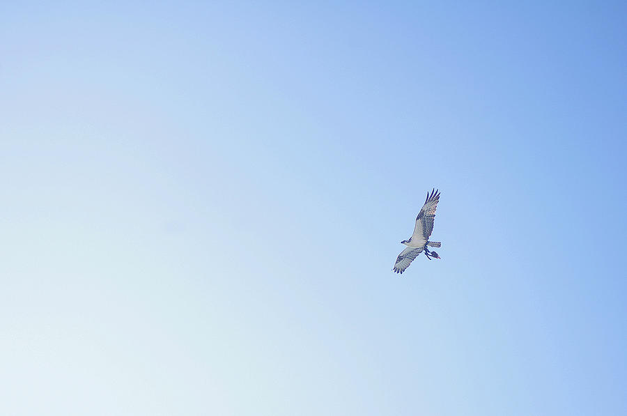 Bird Photograph - Fisher Eagle In Flight by Fabian Jurados Photography.