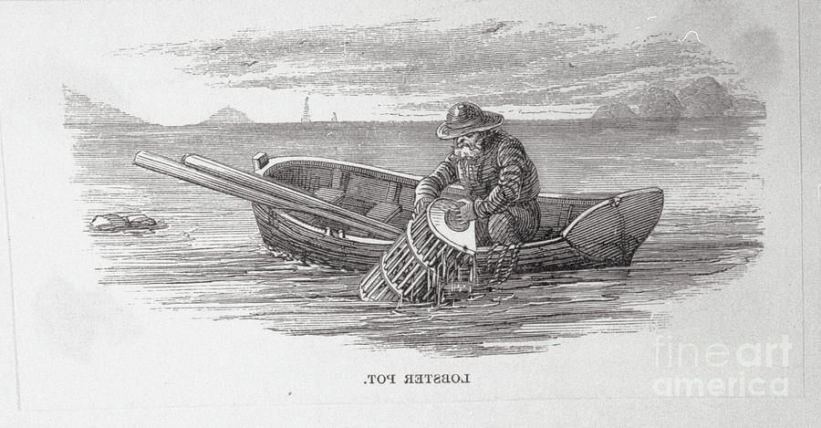 Fisherman Pulling In A Lobster Trap by Bettmann