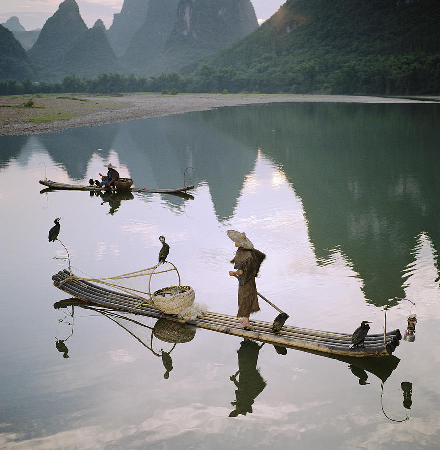 Fishermen With Cormorants In Bamboo Photograph by Martin Puddy