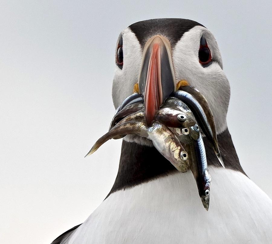 Puffin Photograph - Fishes For The Pufflings. by Debmercury