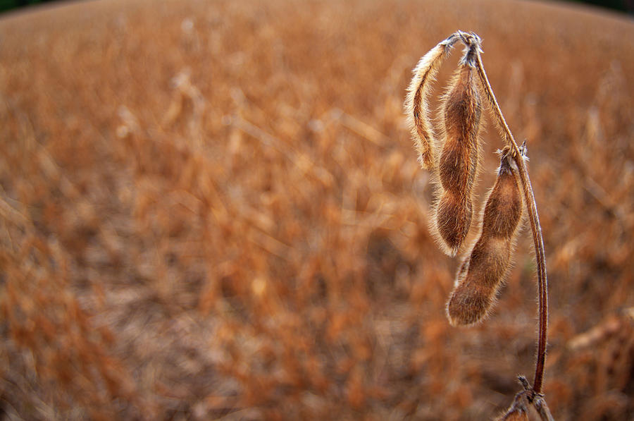 Fisheye View Of A Soy Bean Plant Photograph by Jerry Driendl