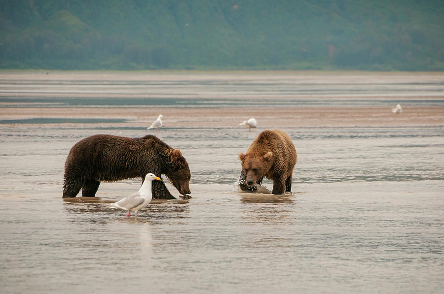 Lake Clark National Park And Preserve Photograph - Fishing Bears by Phyllis Taylor