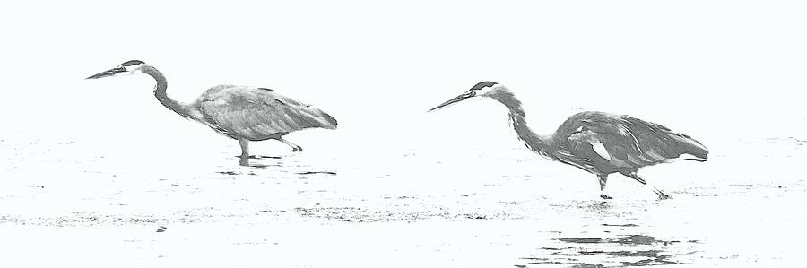 FISHING BLUE HERONS by Barbara Henry FISHING BLUE HERONS by Barbara Henry