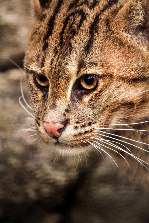 Fishing Cat Close-Up Photograph by Don Johnson