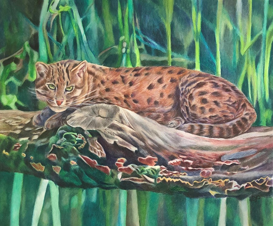 Fishing Cat Drawing by Dina Sorrenti - Fine Art America