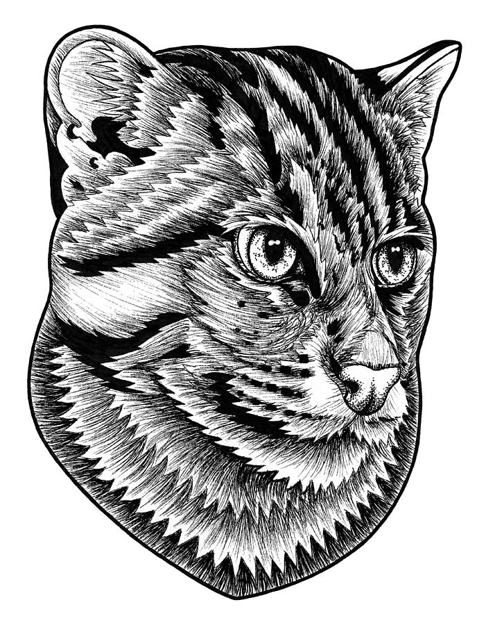 Fishing cat  ink illustration Drawing by Loren Dowding
