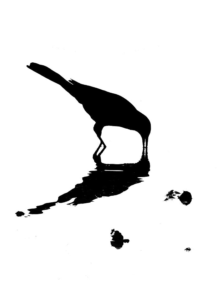 Fish Crow Silhouette Photograph by Mitch Spence