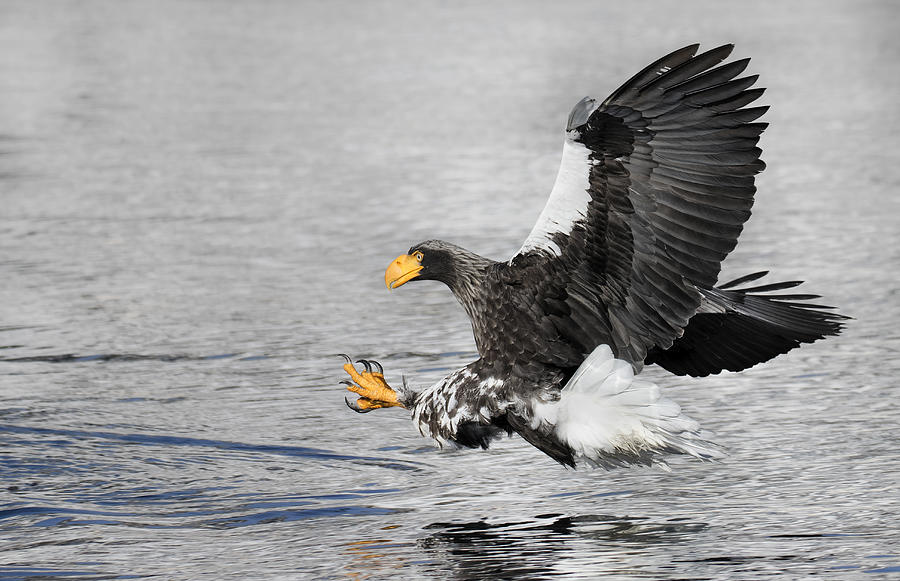 Eagle Photograph - Fishing by C.s. Tjandra