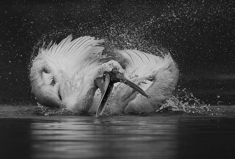 Pelican Photograph - Fishing by C.s.tjandra