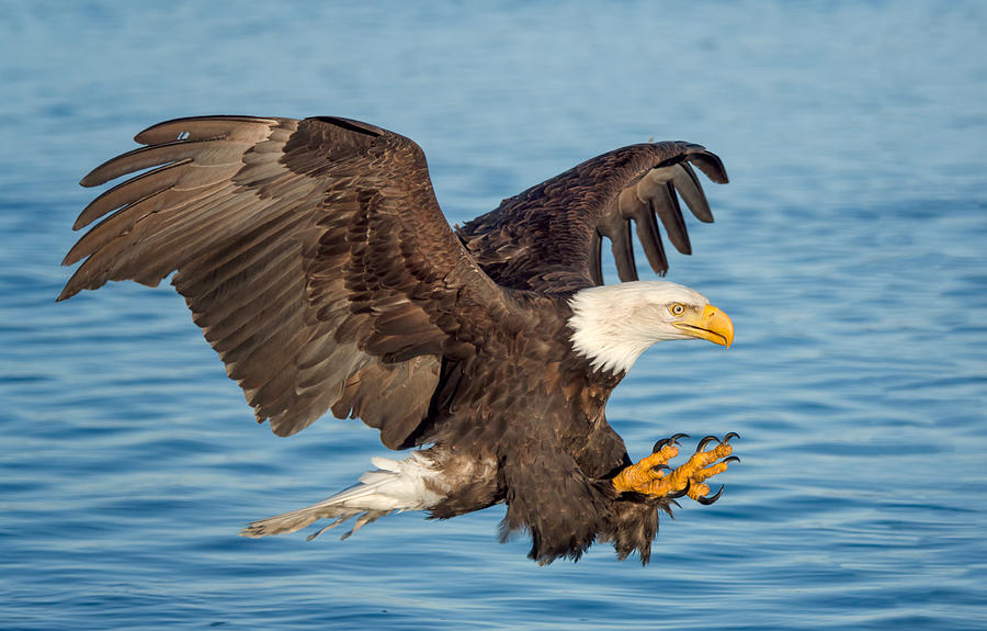 Eagle Photograph - Fishing Eagle by Cheryl Schneider