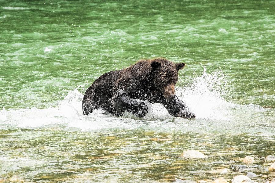 Fishing Grizzly Bear Photograph by Michelle Pennell