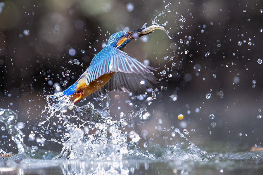 Fishing In The Drops Photograph by Marco Redaelli