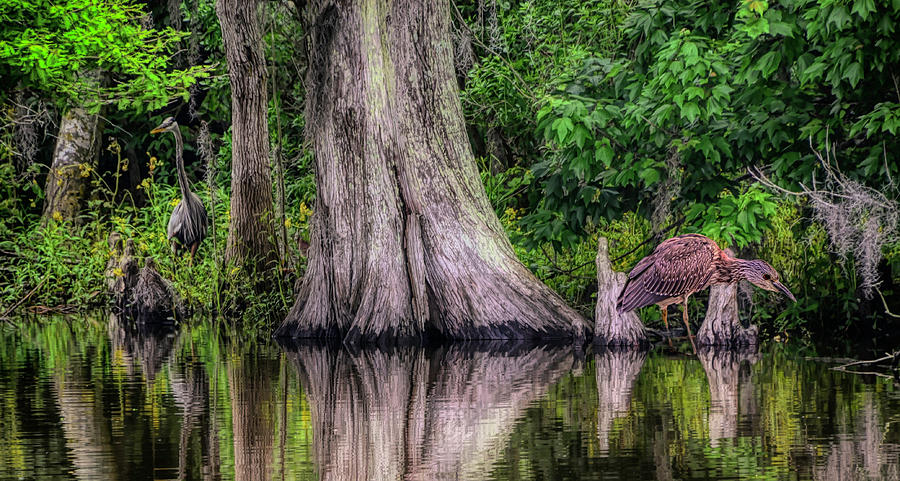 Fishing in the swamp. by Minnetta Heidbrink