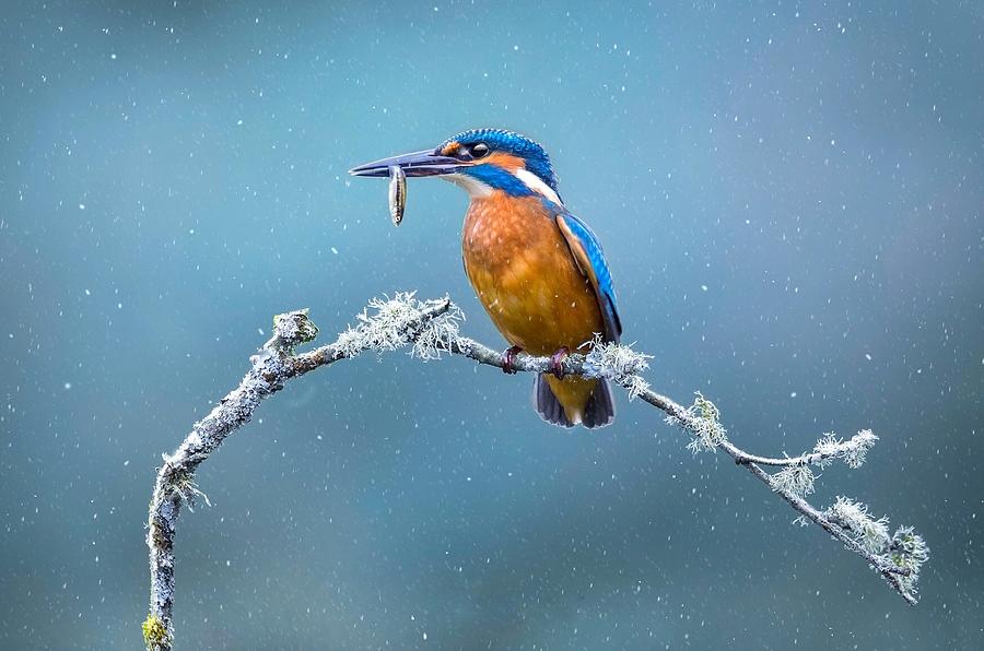 Wildlife Photograph - Fishing In Winter by Kieran O Mahony