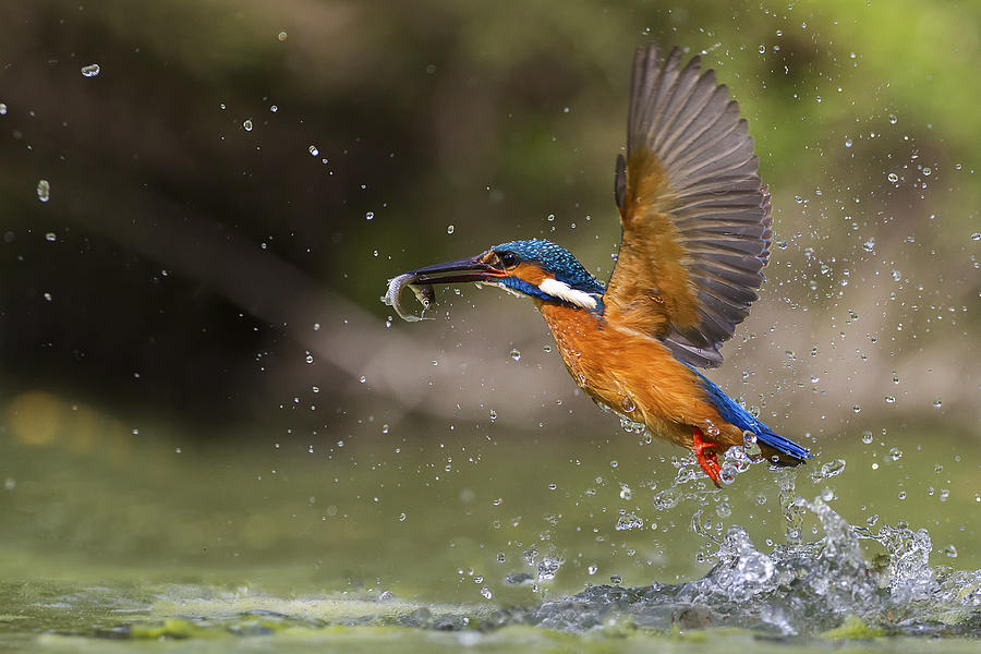 Kingfisher Photograph - Fishing by Marco Redaelli
