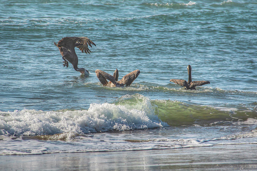 Fishing Pelicans 01094 by Kristina Rinell Fishing Pelicans 01094 by Kristina Rinell