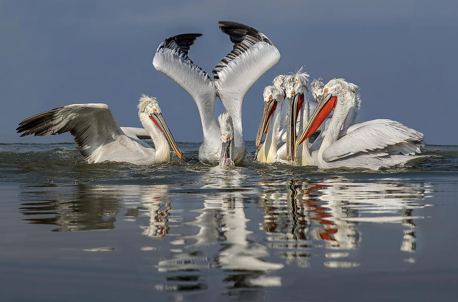 Bird Photograph - Fishing Scene by Xavier Ortega