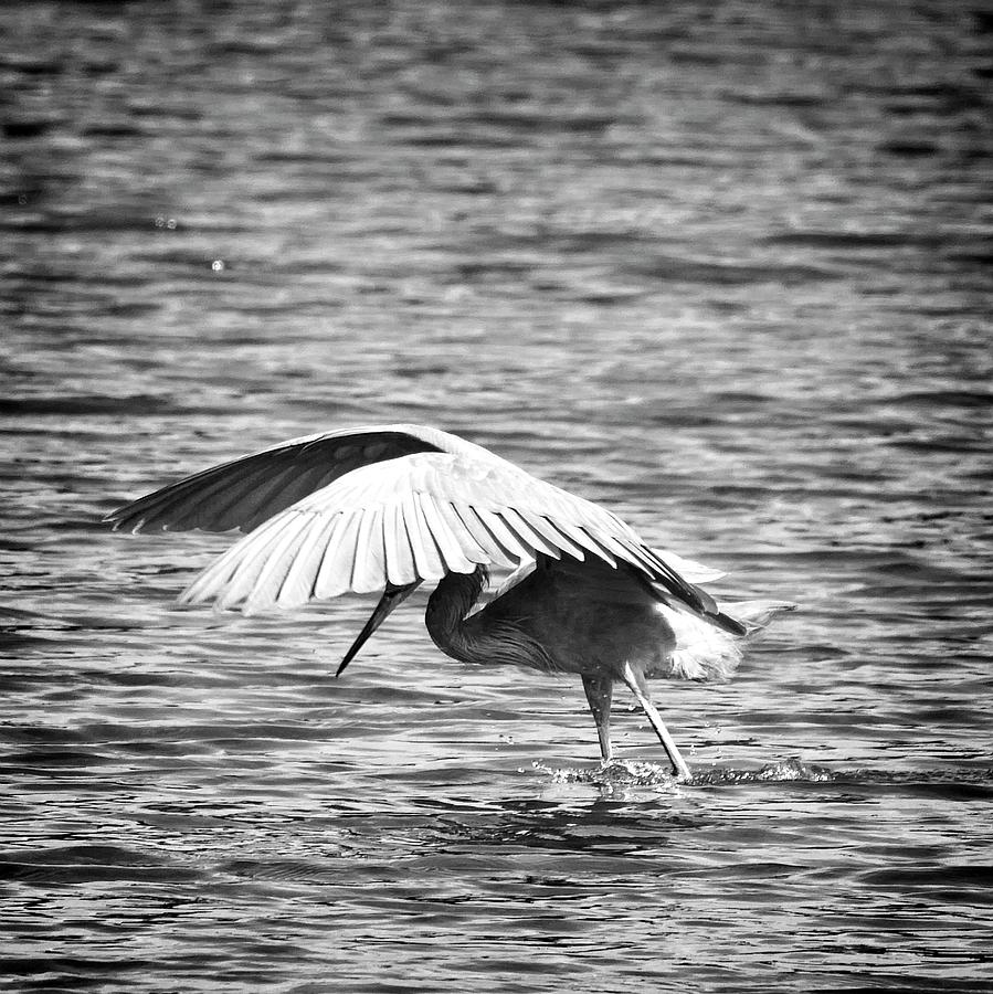 Fishing The Shade by John Bates Fishing The Shade by John Bates