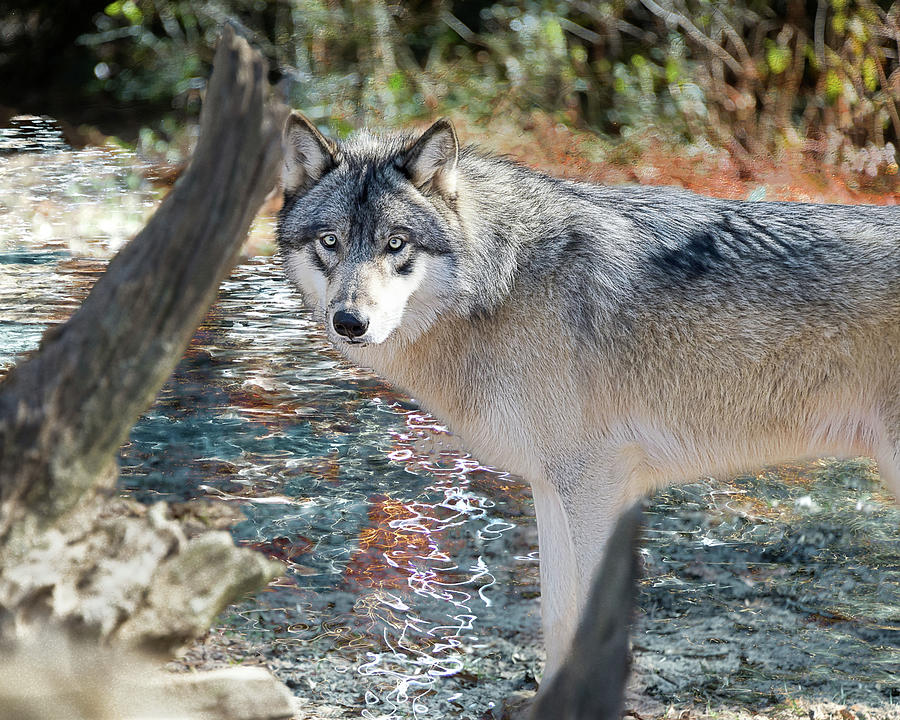 Fishing Wolf Photograph by Jeannee Gannuch