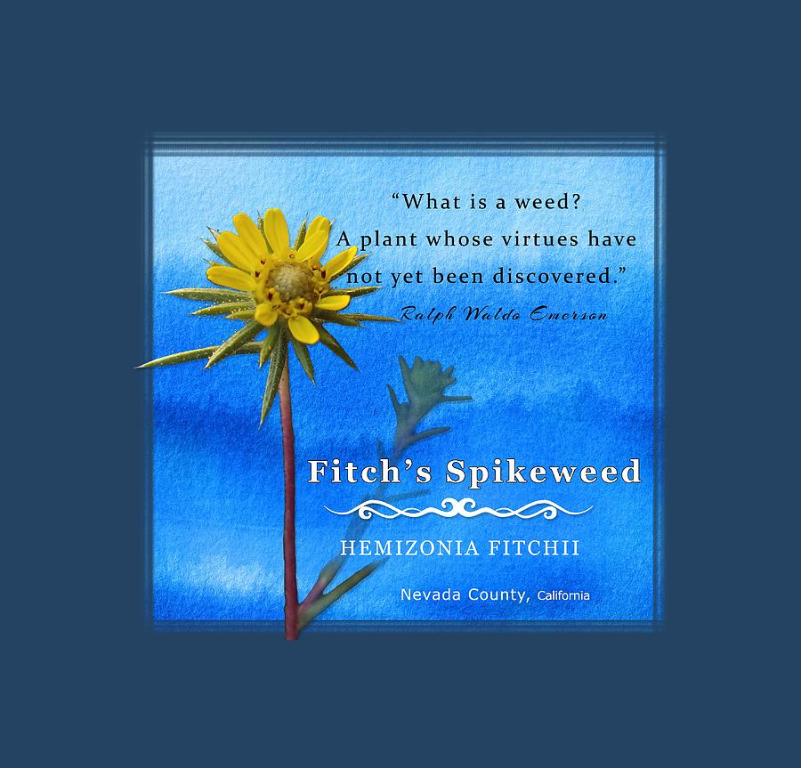 Fitchs Spikeweed Digital Art by Lisa Redfern