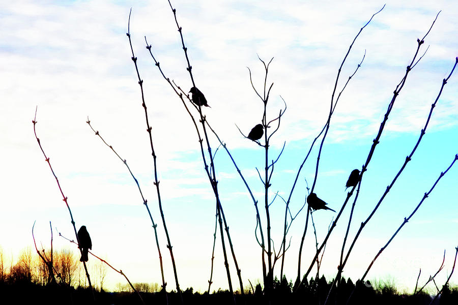 Five Birds Photograph by Scott Cameron