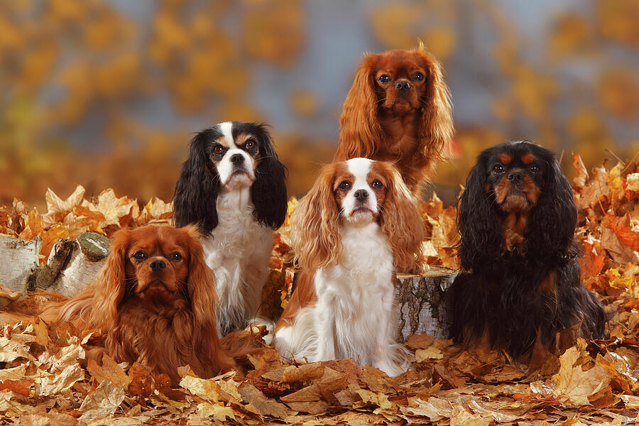 Tan cavalier king fashion charles spaniel