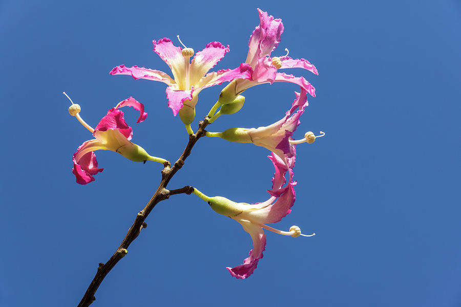 Five Exotic Flowers - Silk Floss Tree Ceiba Speciosa Blooming Branch Photograph by Georgia Mizuleva
