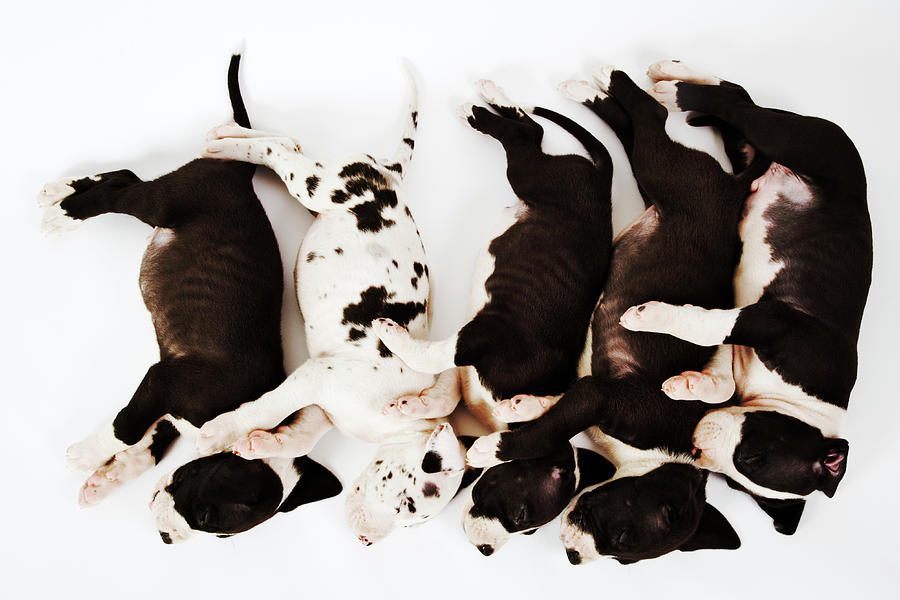Five Harlequin Great Dane Puppies Photograph by Martin Harvey