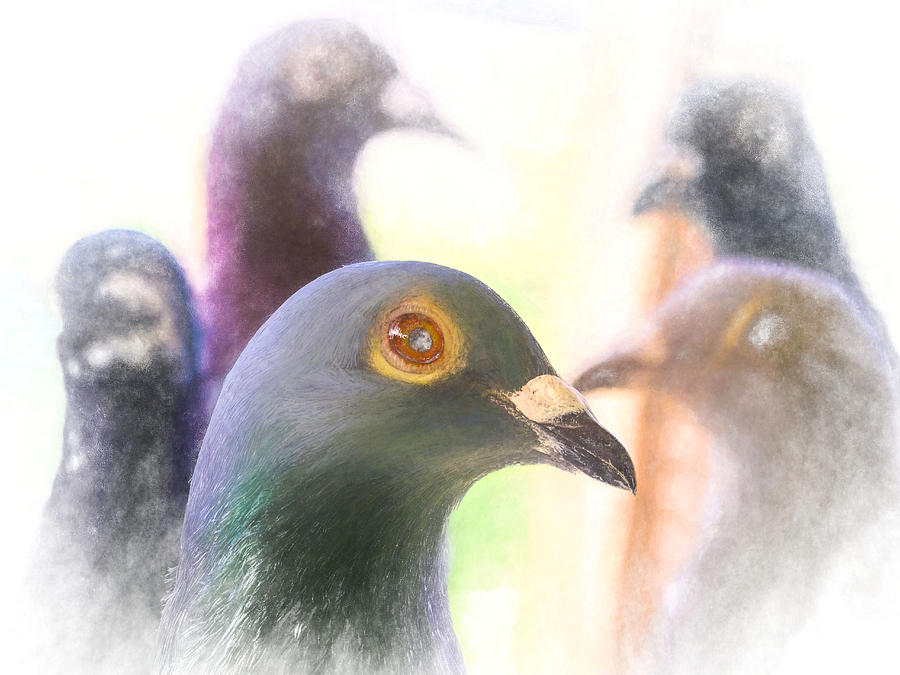 Five Homing Pigeons Chalk Photograph by Don Northup