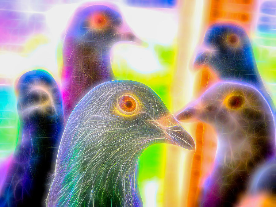 Five Homing Pigeons Fibers Photograph by Don Northup