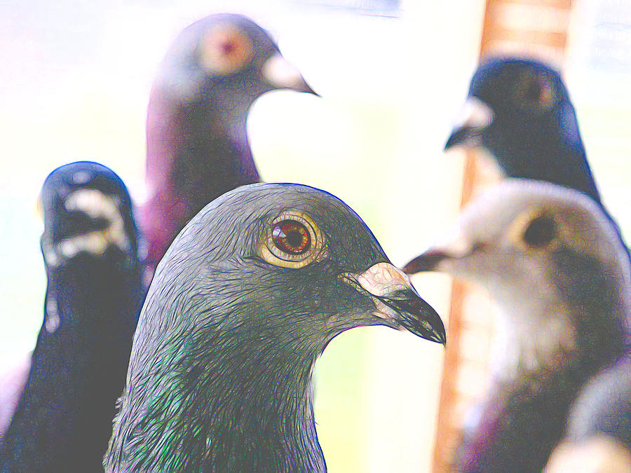 Five Homing Pigeons Styled Photograph by Don Northup