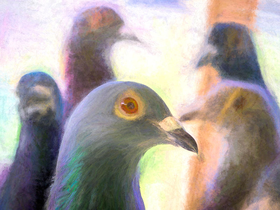 Five Homing Pigeons Chalk Smudge Photograph by Don Northup