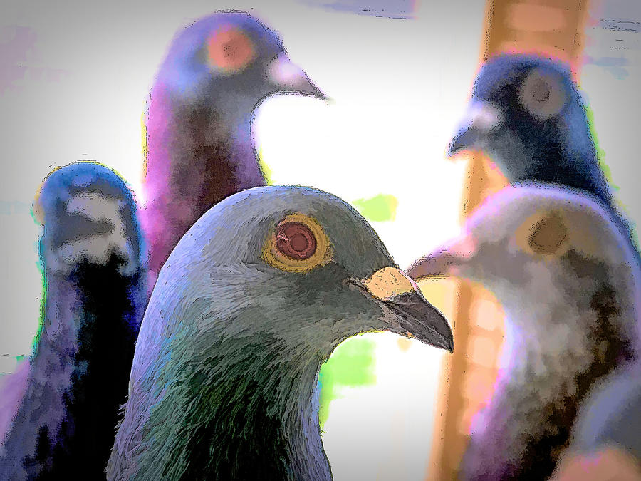 Five Homing Pigeons Ink Photograph by Don Northup