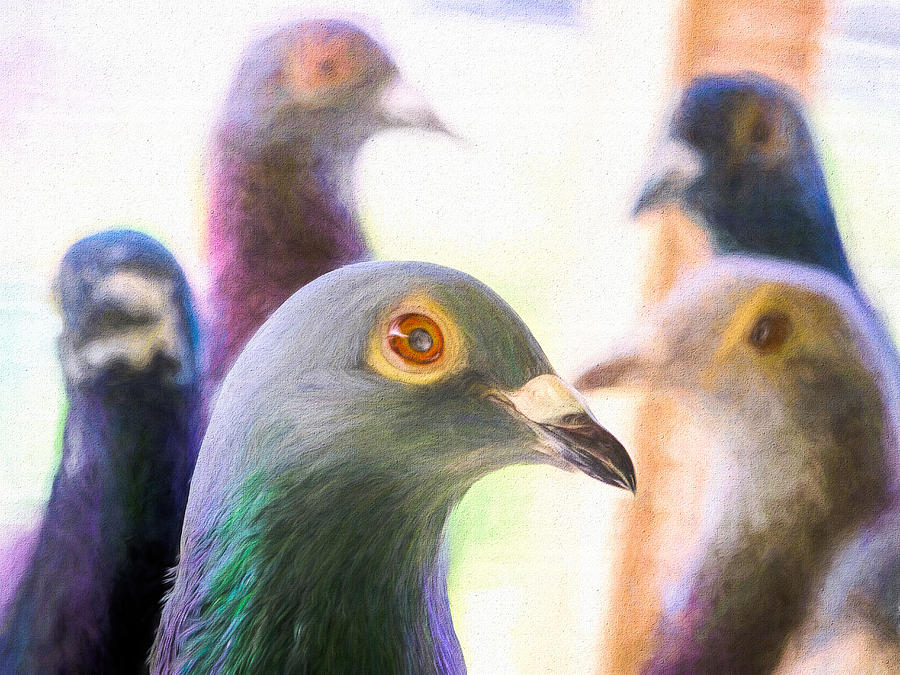 Five Homing Pigeons Painted Photograph by Don Northup