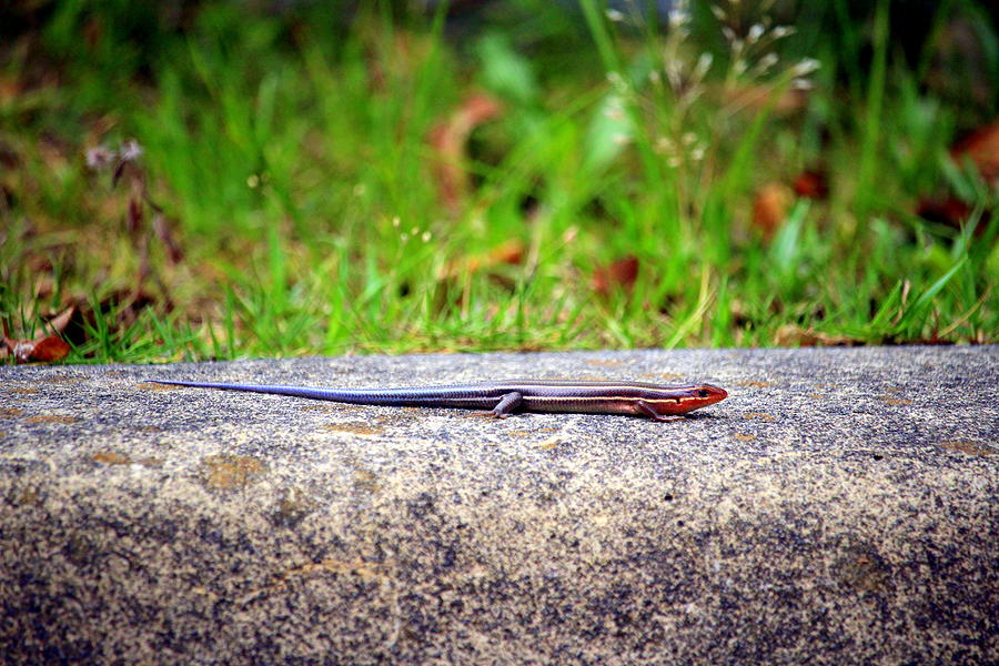 Five-lined Skink On Rock Photograph by Cynthia Guinn