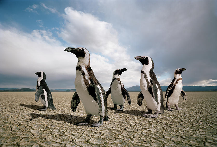 Five Penguins Lost In A Dry Lake Bed Photograph by Matthias Clamer