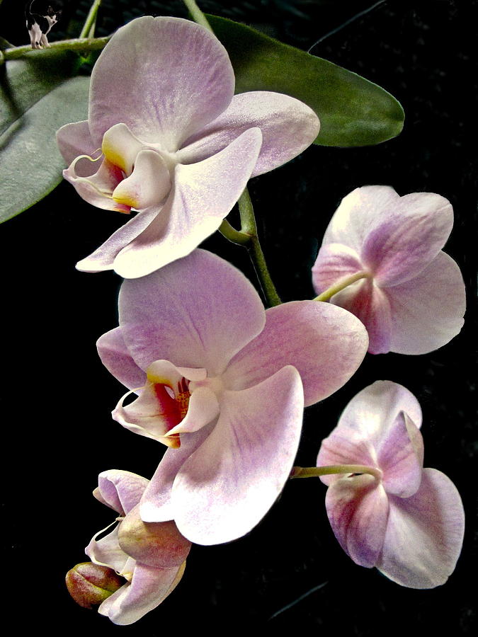 Five Phaleonopsis Blooms Photograph by Joyce Dickens