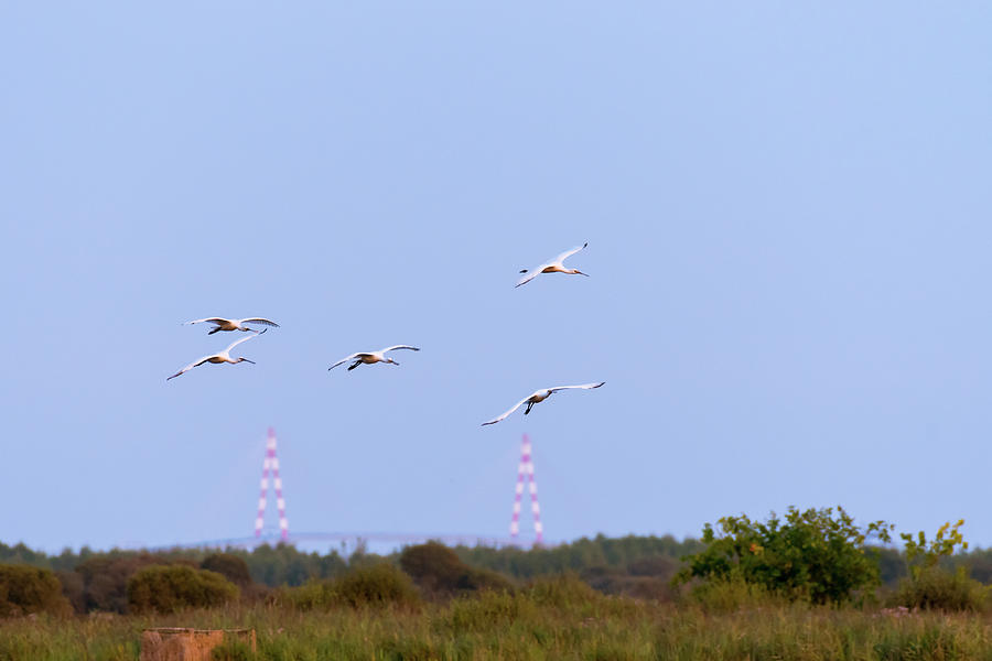 Five Spoonbills Flying After Sunset In Briere Nature Park Photograph