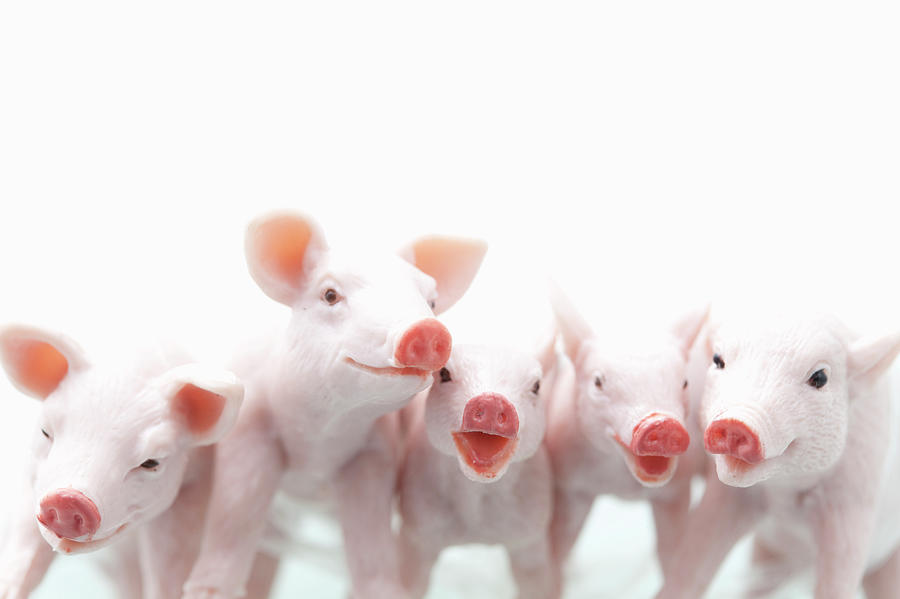 Five Toy Pigs Are Annoying Photograph by Yasuhide Fumoto