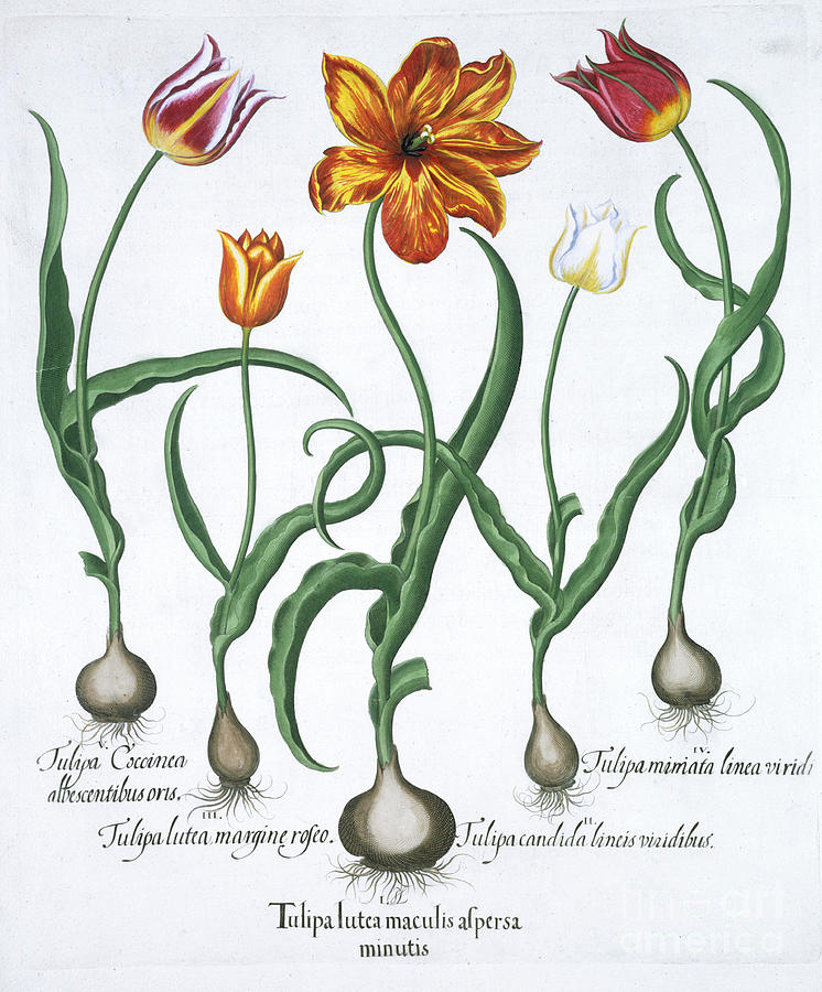 Five Tulips 1613 Drawing by Heritage Images