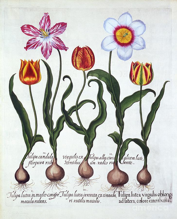 Five Tulips Drawing by Heritage Images