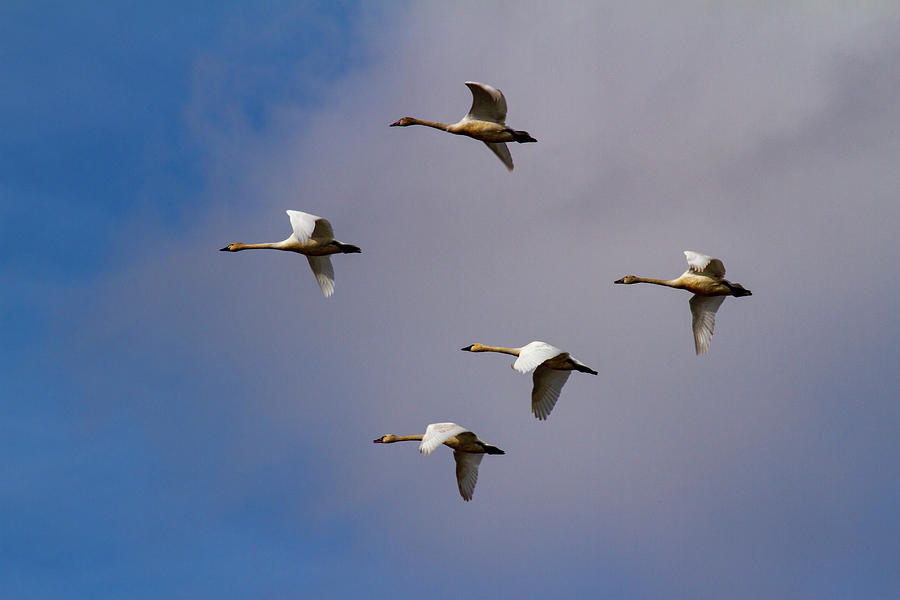Five Tundra Swans Flying Photograph by Jean Noren