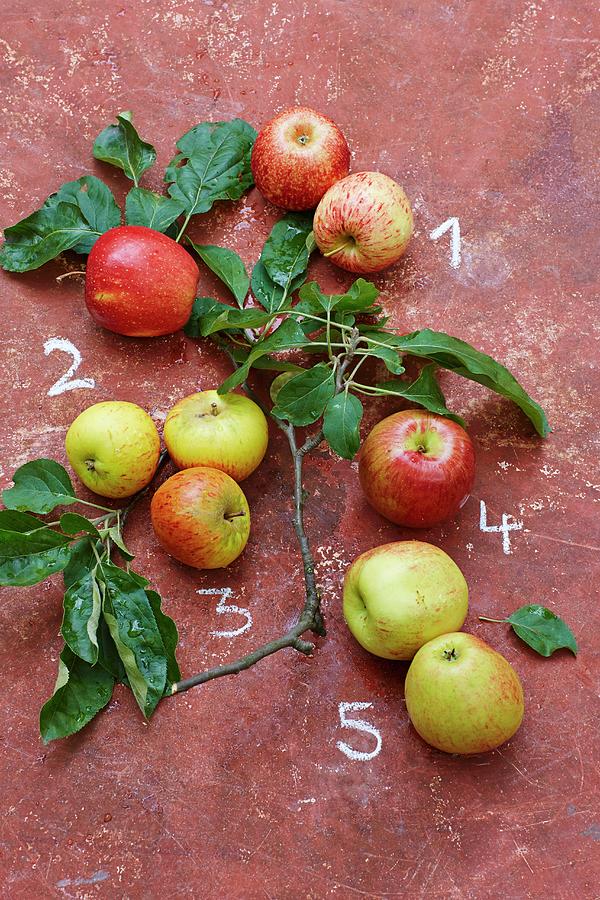 Five Types Of Apples  1 Royal Gala, 2 Evelina, 3 Cox Orange, 4 Braeburn, 5 Jonagold Photograph by Jalag / Julia Hoersch