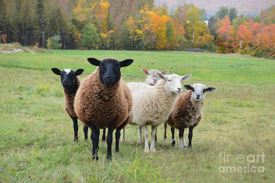 Five Vermont Sheep Photograph by Catherine Sherman