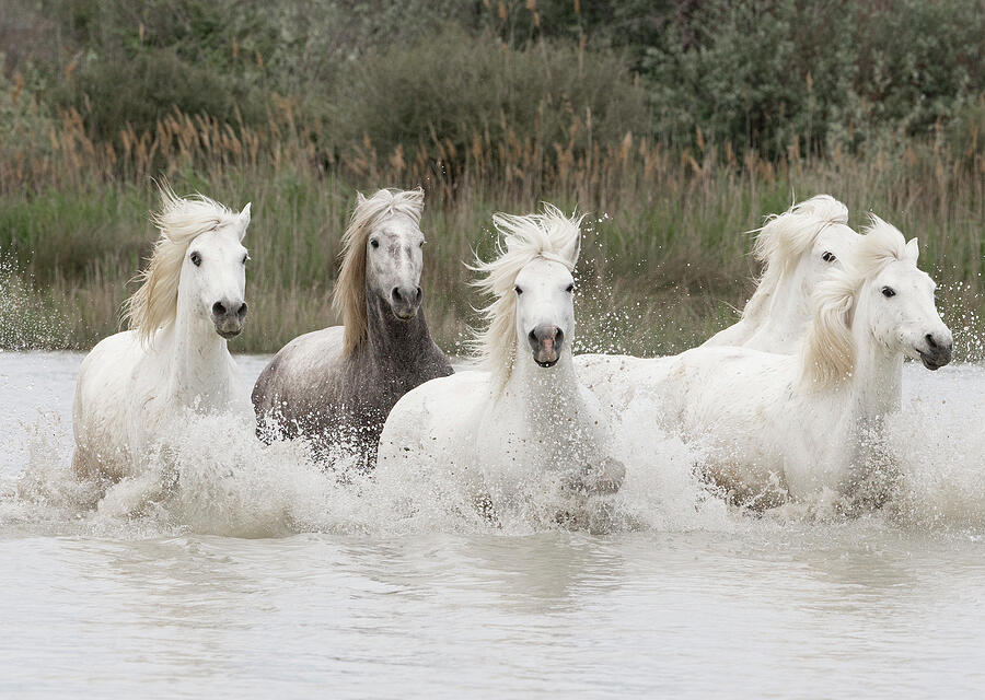 Five White Camargue Horses Running Through The Water In Photograph by Carol Walker / Naturepl.com Five White Camargue Horses Running Through The Water In Photograph by Carol Walker / Naturepl.com