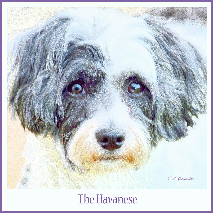 Five Year Old Havanese Dog Photograph by A Macarthur Gurmankin