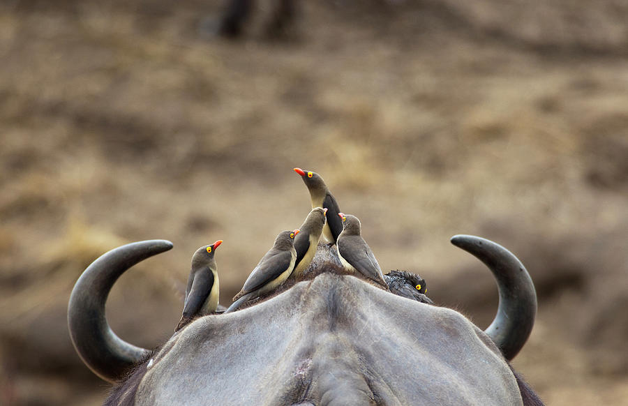 Five Yellow-billed Oxpeckers Perching Photograph by Sean Russell