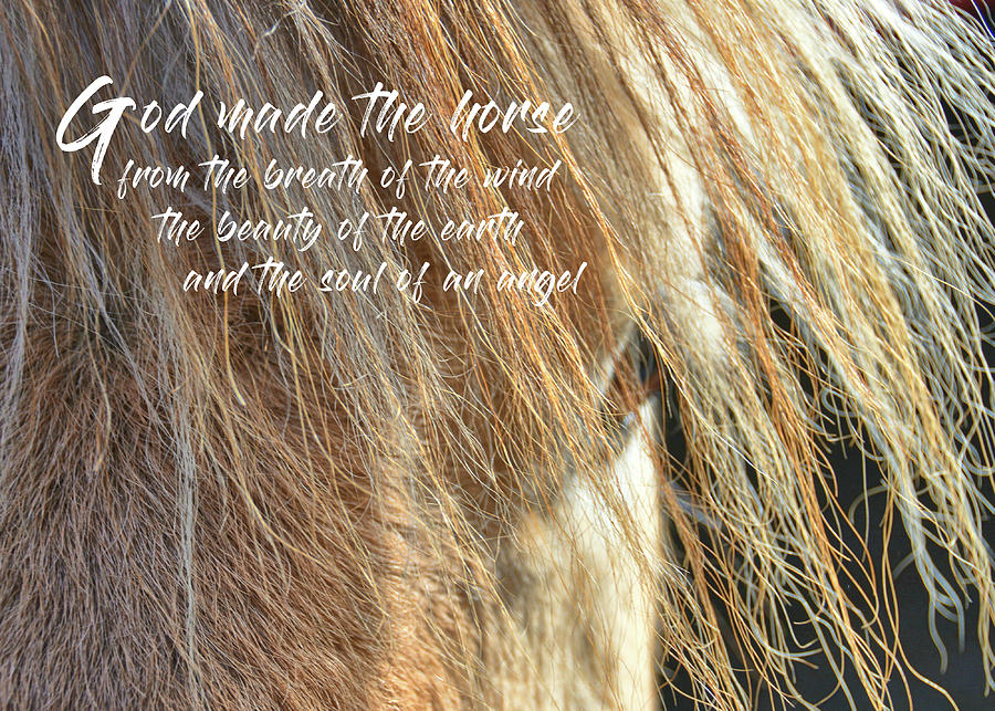 FJORD FORELOCK quote Photograph by Dressage Design
