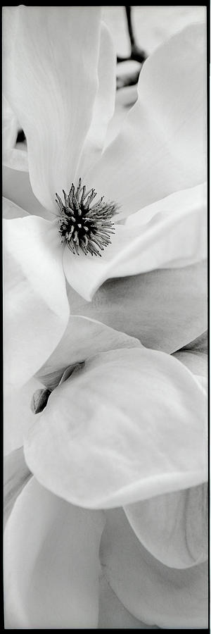 Magnolia Movie Photograph - Fl23 - Magnolia I by Alan Blaustein